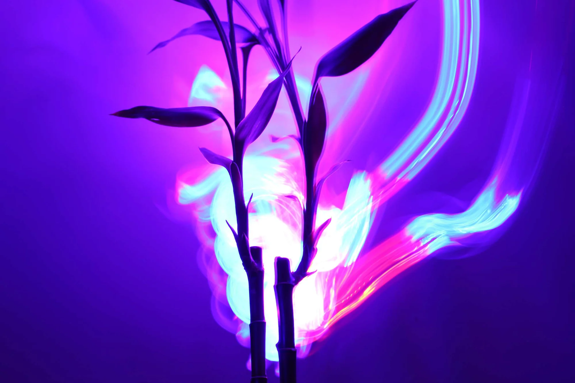 My Small Project on Animating Images & Videos Using GANsNRoses