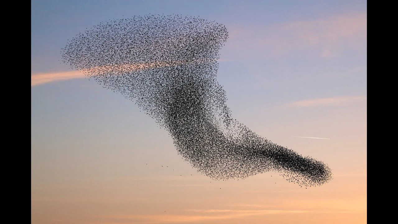 A Tutorial on Particle Swarm Optimization in Python