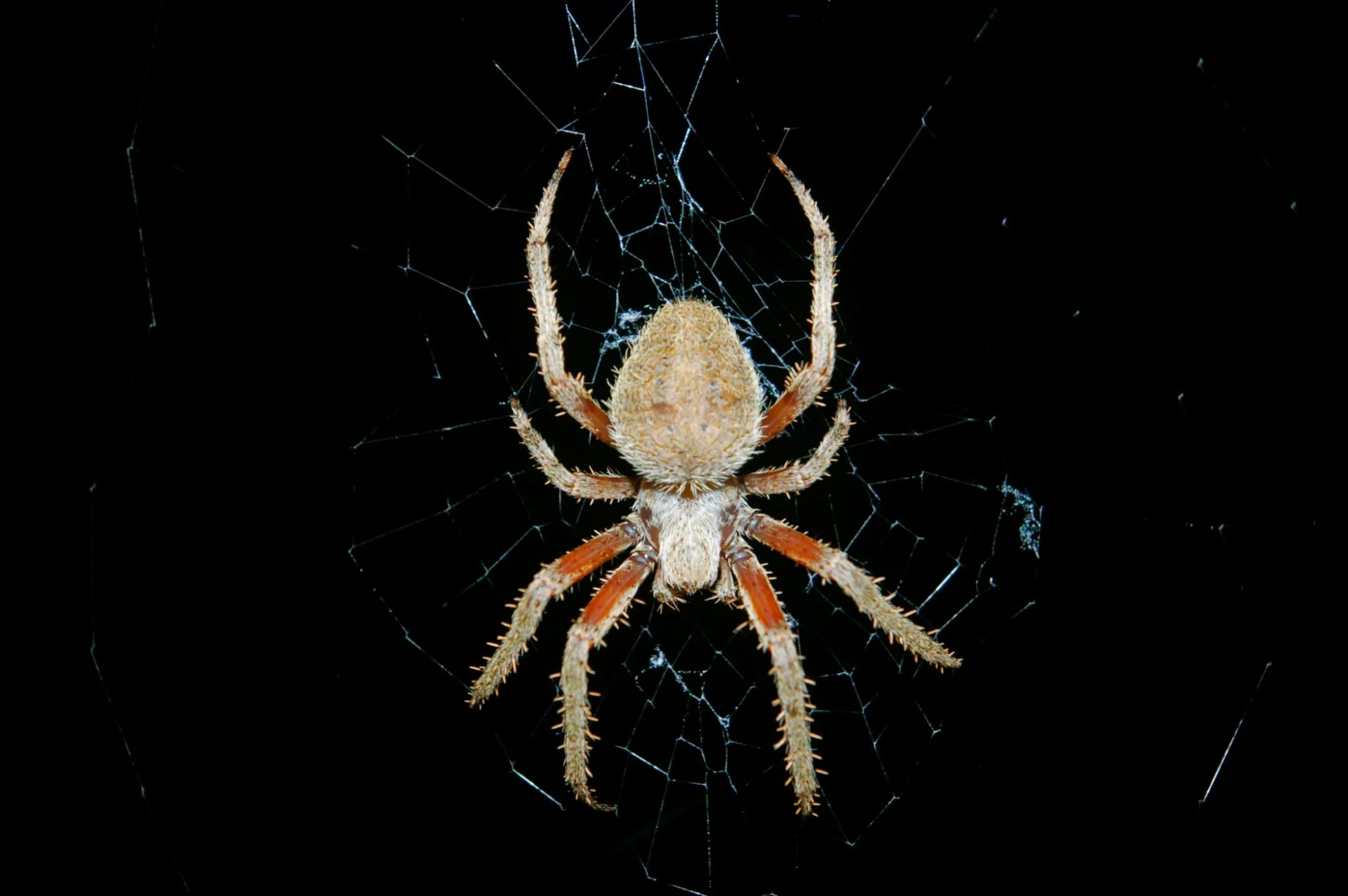 Web Scraping In Python Vs R | AIM