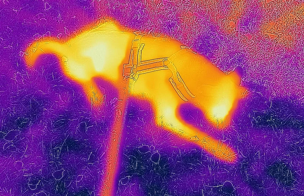 What Are Saliency Maps In Deep Learning? | AIM