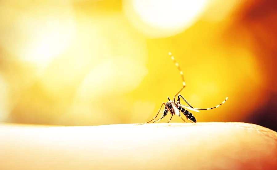 Analytics: Like a Mosquito in a Nudist Colony